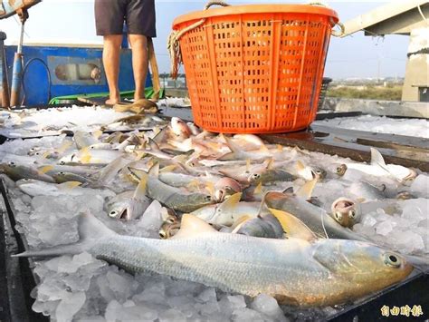 傳中國禁午仔魚 屏東養殖業者：免驚啦！ 生活 自由時報電子報