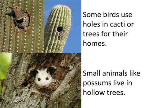 Plants And Animals Depend On Each Other Teach 2nd3rd Grade Ppt