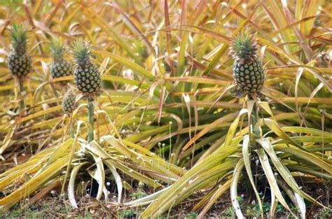 90+ Pineapple Plantation Maui Hawaii Stock Photos, Pictures & Royalty ...