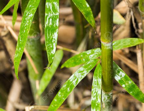 Background Foto Pemandangan Musim Semi Bambu Hijau Masih Hidup Gambar