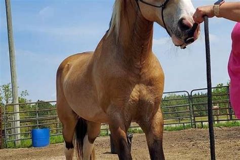 Reg Twh Buckskin Stud