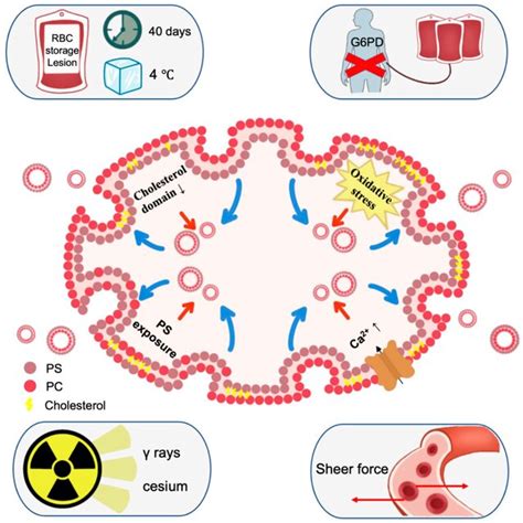 Biogenesis Of Red Blood Cell Derived Evs Calcium Rise And Oxidative