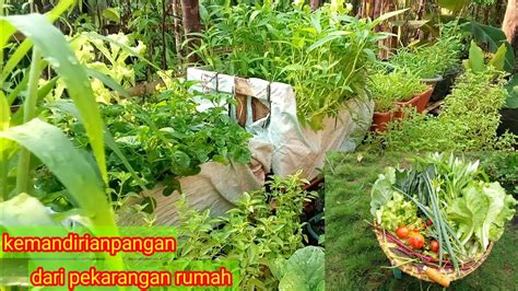 Sayur Dan Buah Di Kebun Organik Kemandirian Pangan Dari Pekarangan