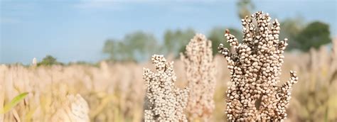 White Sorghum Manufacturer Exporter And Supplier In India