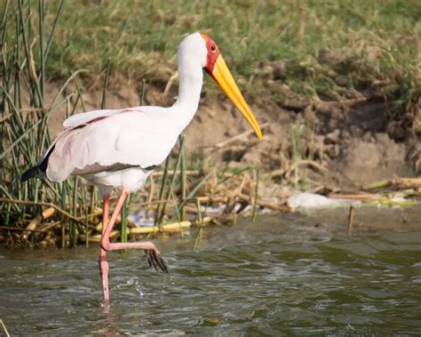 Yellow-billed stork - Facts, Diet, Habitat & Pictures on Animalia.bio