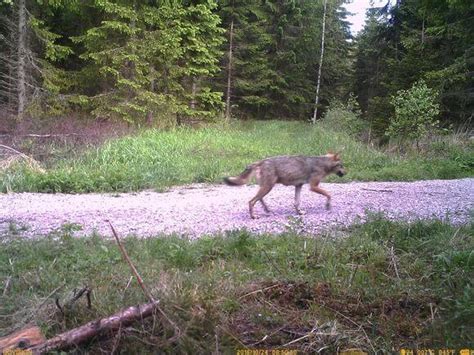 Western Finland sees jump in wolf population - Protect The Wolves™