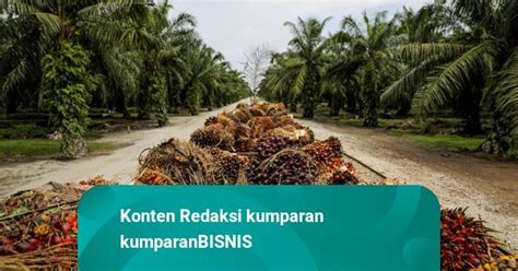 Serikat Petani Sawit Kritisi Usulan Prabowo Soal Perbanyak Tanam Kelapa