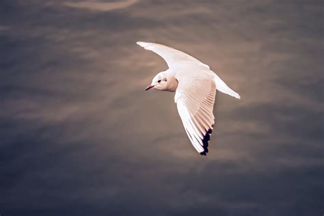 White Dove Flying · Free Stock Photo