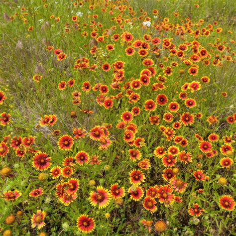 Indian Blanket Seeds Gaillardia Pulchella For Butterflies Milkweed