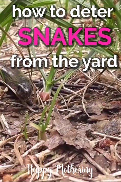 how to keep snakes away from your home