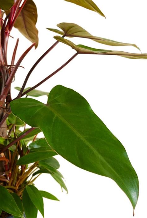 Philodendron Red Emerald Cm Kopen Planten Nl