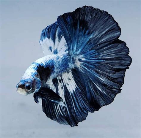 Halfmoon Betta Fish: Types & Care - AC Aquarium Life