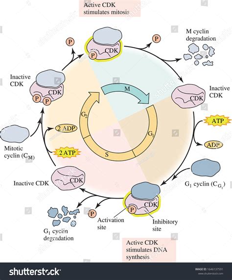 Vektor Stok Eukaryotic Cell Division Cycle Plant Biology Tanpa Royalti