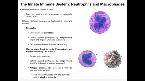 Macrophage Structure