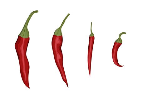 Red Chili Pepper Illustration Of Hot Spice Organic Vegetable 51494679 Vector Art At Vecteezy