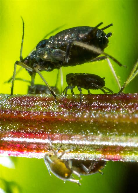 Aphids on Behance