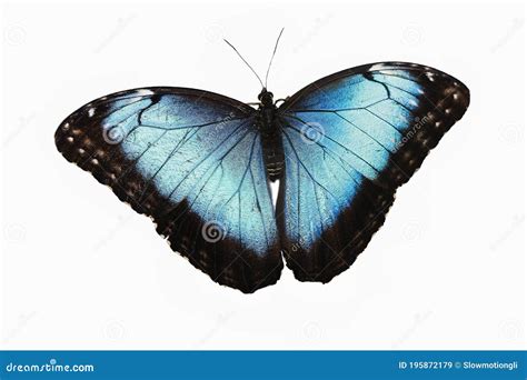 Morpho Azul Morpho Peleides Borboleta Asas Abertas Contra Fundo