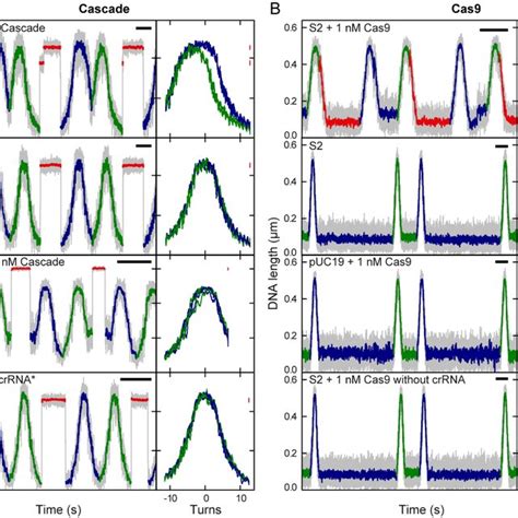 R Loop Formation And Dissociation By Cascade And Cas Observed In