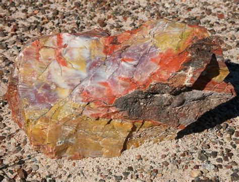 225 Million Year Old Petrified Opal Tree Trunk Located In Arizona