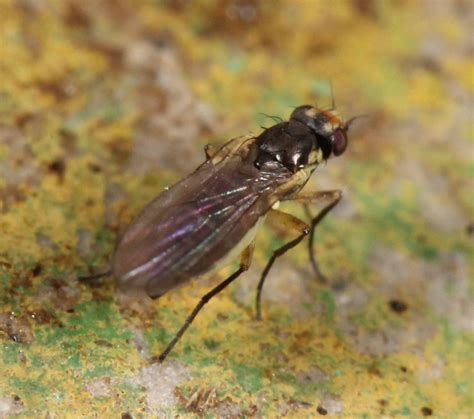 Diptera Info Discussion Forum Cerodontha Denticornis Agromyzidae