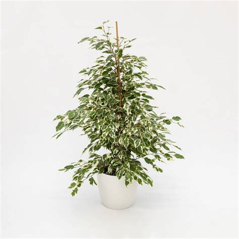 Ficus Benjamina Twilight Vendita Piante Online