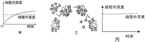 如图甲乙分别为某些物质进出细胞的坐标图和模式图据图回答1甲所代表的物质运输方式为主动运输其最大转运速率与载体能量有关．2乙所