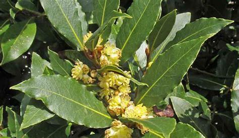 Cómo plantar laurel en maceta 6 sencillos pasos