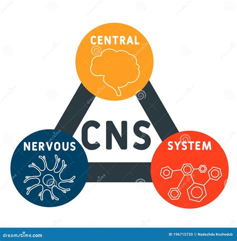 Cns Central Nervous System Acronym Medical Concept Background