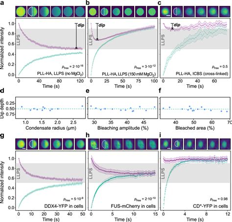 Half FRAP Differentiates Condensates Formed By LLPS From Clusters