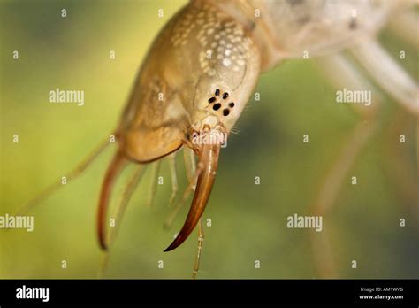 Dytiscidae Larvae