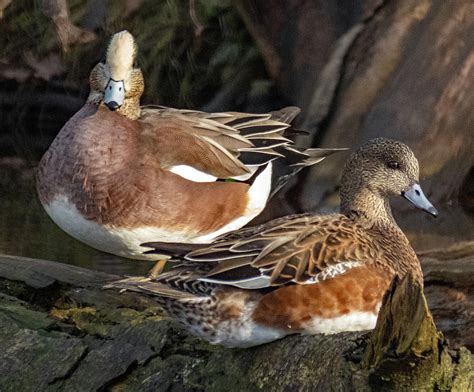 Male and Female Baldpate Ducks Photograph by Richard Singleton - Fine ...