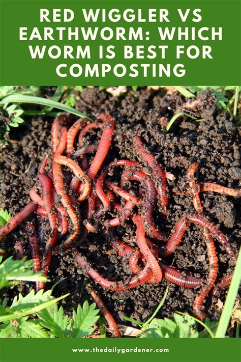 Earthworms Vs Red Wigglers For Composting