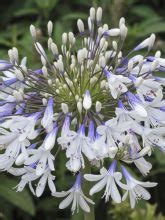 Agapanthe Black Pantha Agapanthus Le Jardin Du Pic Vert