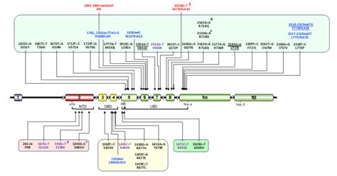 Figure 3 Location Of The NR3C1 Gene Endotext NCBI Bookshelf