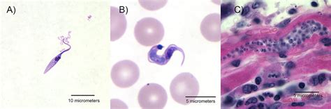 Trypanosoma Cruzi Morphological Forms A The Replicating Epimastigote Download Scientific