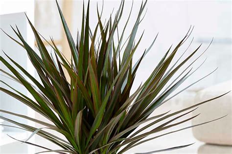 A Guide To Dracaena Marginata Care Plants For All Seasons