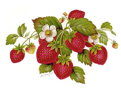 4594 Strawberry Delight Captive Decals Strawberry Art Strawberry Drawing Plant Painting