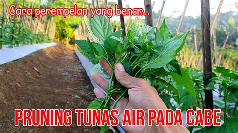 TERNYATA INI MANFAATNYA PEREMPELAN TUNAS AIR PADA TANAMAN CABE