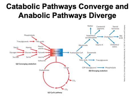 Metabolic Pathways Flashcards Quizlet