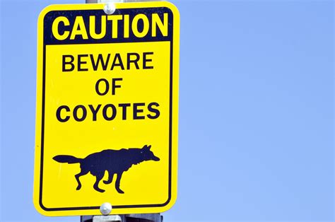 Beware Of Coyotes Sign Free Stock Photo - Public Domain Pictures