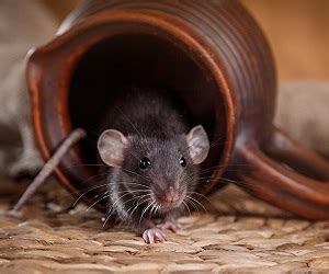 Trappola Per Topi Fai Da Te Istruzioni Per Trappole Fatte In Casa