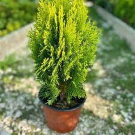 Thuja Occidentalis Spir Lis Mini T Rpe Spir Lt