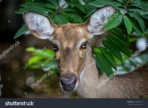 Elds Deer Panolia Eldii Known Thamin Stock Photo Edit Now