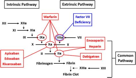 Effects Of Multiple Anticoagulant Medications On The Coagulation