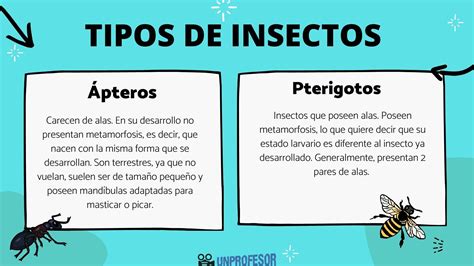 Tipos De Insectos Con Características Y Fotos