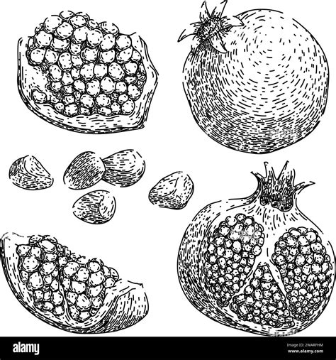 Pomegranate Set Sketch Hand Drawn Vector Stock Vector Image Art Alamy