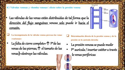 Distensibilidad Vascular Y Funciones De Los Sistemas Arterial Y Venoso