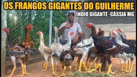 Ele Esta Selecionando Frangos Gigantes Para Melhoramento Da Ra A Youtube