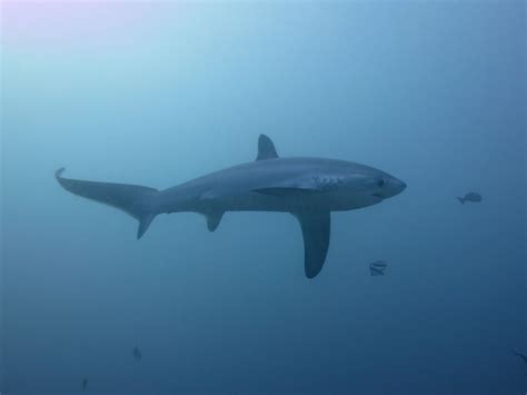 Diving In Malapascua Philippines Divingmoredivingmore