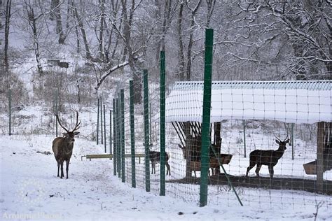 Breeding Center For The Caucasian Red Deer